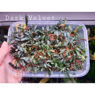 Bucephalandra Red Velvet