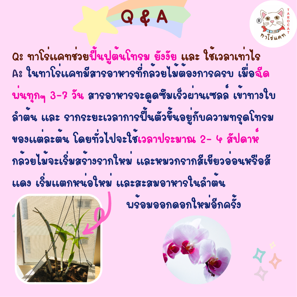 สเปร์ยบำรุงกล้วยไม้ขนาด-3-ลิตร-จากน้ำหมักชีวภาพ-tarocat-orchid-nourishing-spray-3-liters-ใช้แทนปุ๋ยกล้วยไม้