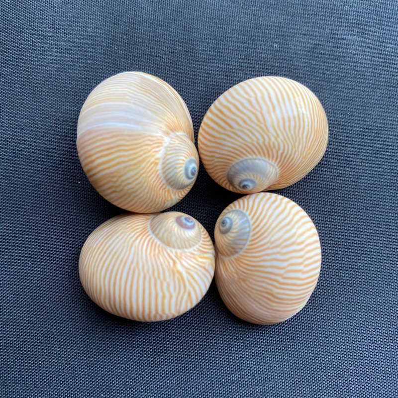 เปลือกหอย-เปลือกหอยมุกหยกไหมทอง-golden-silk-jade-snail-shell