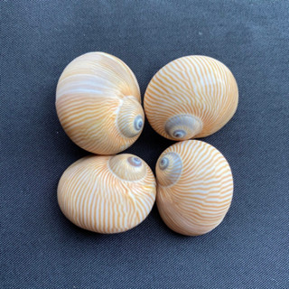 เปลือกหอย เปลือกหอยมุกหยกไหมทอง Golden silk jade snail shell