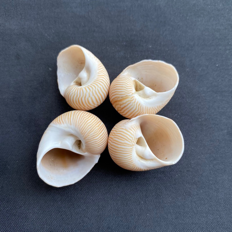 เปลือกหอย-เปลือกหอยมุกหยกไหมทอง-golden-silk-jade-snail-shell