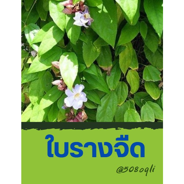 ใบรางจืดสด-ปลอดสาร-organic-100-ปลูกท่านเอง-ตัดส่งทุกวัน-30-ใบ-9-บาท