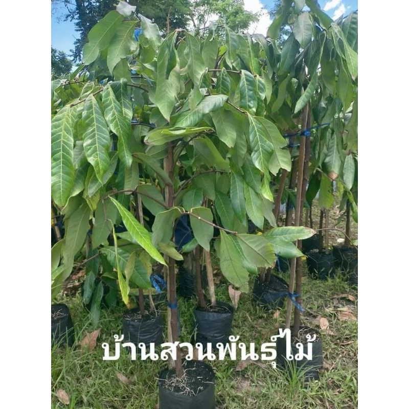 ต้นลำไย-พันธุ์เพชรน้ำเอก-เพชรบ้านแพ้ว