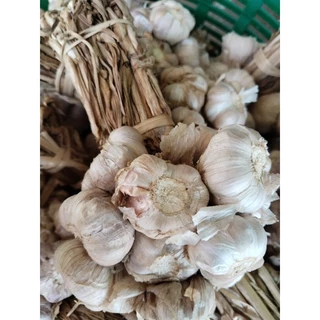 กระเทียมไทยมัดจุก กระเทียมศรีสะเกษขายพันธุ์1กก200บาท(สำหรับปลูกหรือรับประทาน) photo