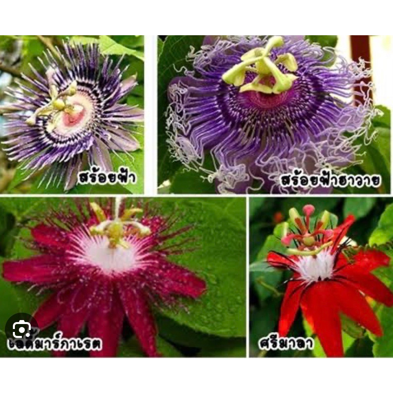 ต้นสร้อยฟ้า-passion-flower-blue-passion-flower