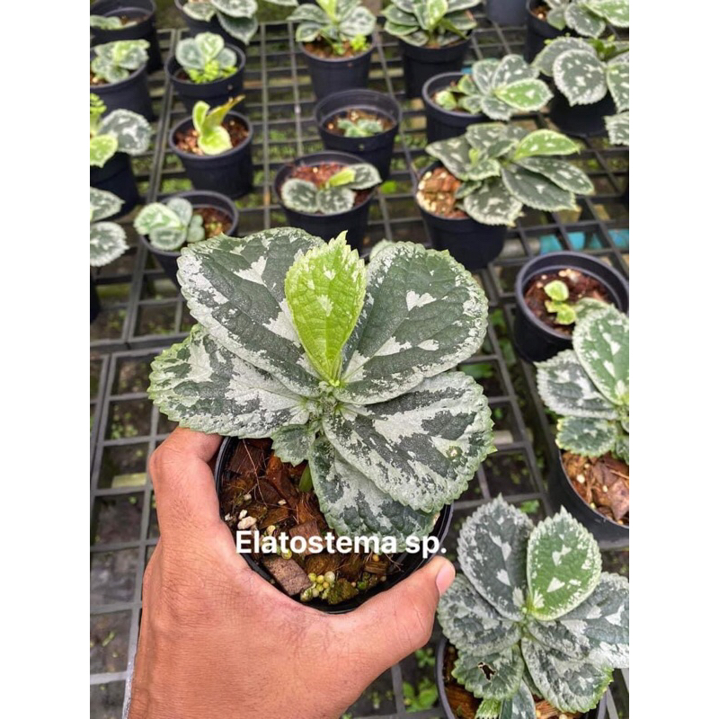 elatostema-ไม้สะสมหายาก