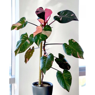 Philodendron(pinkprincess)marbleเกรดส่งออก🔥