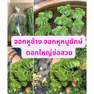 ดอกจอกหูช้าง จอกหูหนูยักษ์  จอกใหญ่ยักษ์ พร้อมส่ง