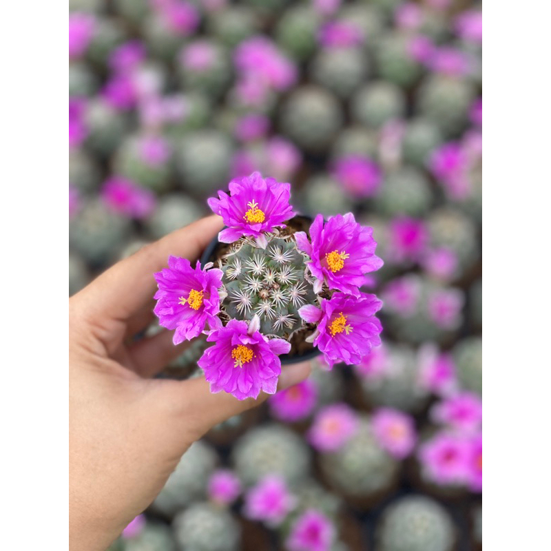 แมมมิลลาเรีย-ชูแมนนิไอ-mammillaria-schumannii-แคคตัส-กระบองเพชร-cactus-amp-succulent