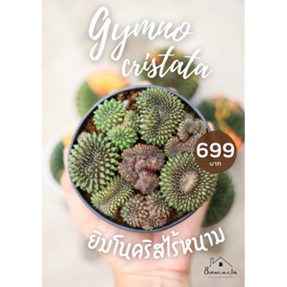 gymno cristata spineless พอตยิมโนไร้หนาม 8 ต้น แคคตัส กระบองเพชร cactus &amp; succulent