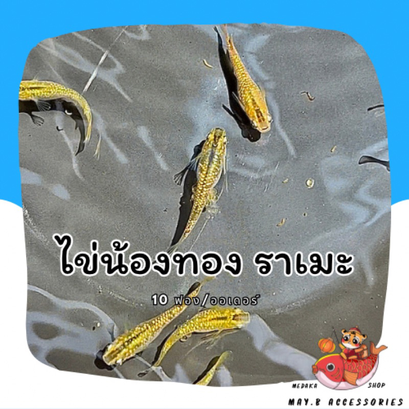 ไข่ปลาเมดากะ-น้องทอง-gold-rame