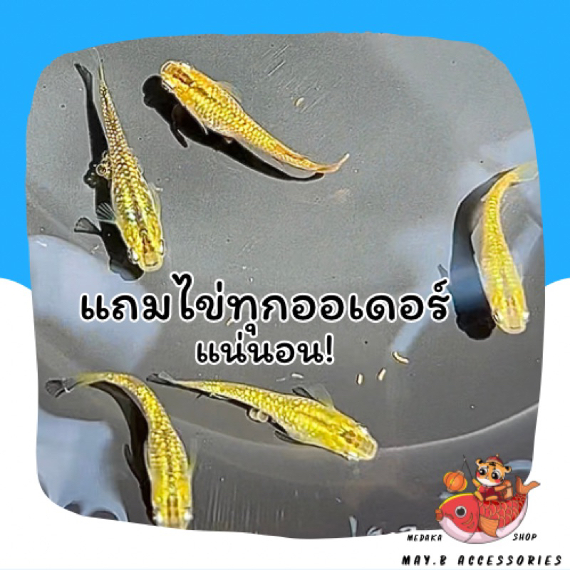 ไข่ปลาเมดากะ-น้องทอง-gold-rame