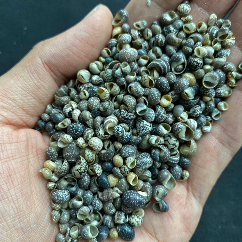 เปลือกหอยสังข์แบนขนาดเล็ก 50g LV DOU mini flat conch sea shells 3-7mm ...