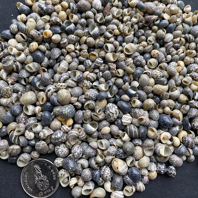 เปลือกหอยสังข์แบนขนาดเล็ก 50g LV DOU mini flat conch sea shells 3-7mm ...