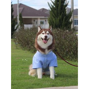 bigdog-pet-cloths-doggydolly-เสื้อผ้าหมาใหญ่-พันธ์ใหญ่-แต่งงาน-ทักซิโด้-ชุดเจ้าบ่าว-สูทดำ-11-45-โล-bd-f075