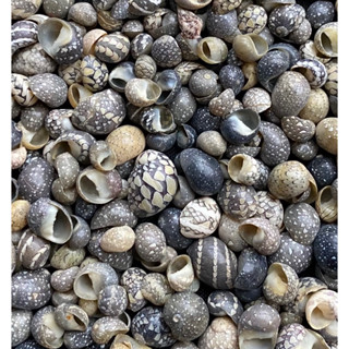 เปลือกหอยสังข์แบนขนาดเล็ก 50g mini flat conch sea shells 3-7mm lu dou