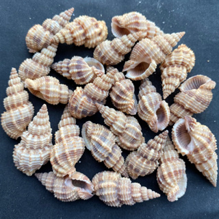 ต้นสนสังข์ 50g Pine Tree conch shell 3-4cm song