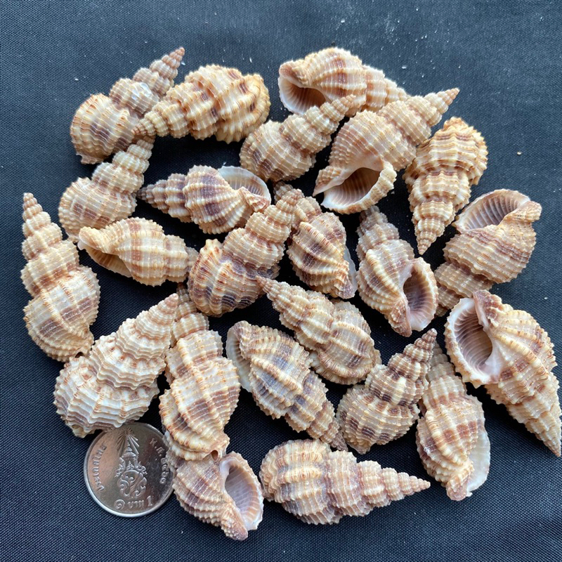 ต้นสนสังข์-50g-pine-tree-conch-shell-3-4cm-song