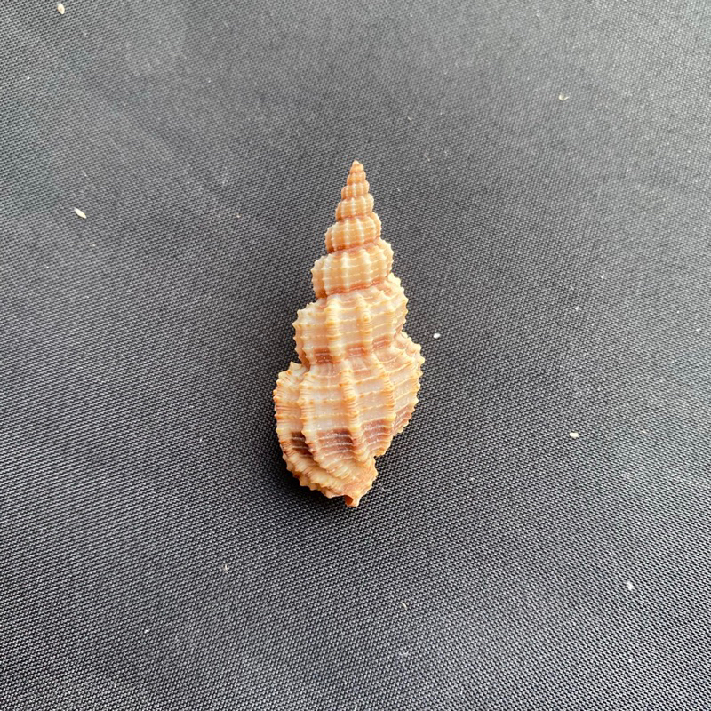 ต้นสนสังข์-50g-pine-tree-conch-shell-3-4cm-song