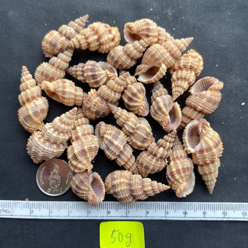 ต้นสนสังข์-50g-pine-tree-conch-shell-3-4cm-song