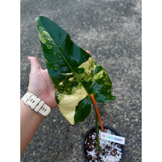 philodendron domesticum ฟิโล ฟิโลเดนดรอน ฟิโลโดเมสติคคัม ฟิโลเดนดรอนโดเมสติคัม โดเมส