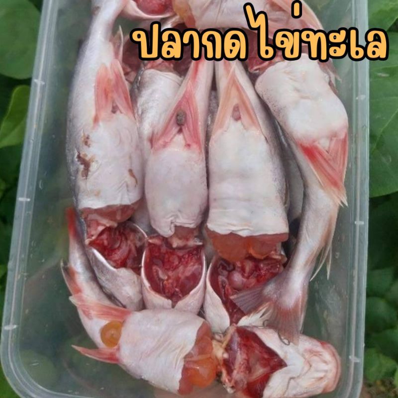 ปลากดทะเลติดหัวมีไข่ทุกตัว