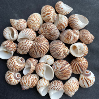 เปลือกหอยสังข์ไข่นก 50g Birds Egg Conch Shell 1.5-2.5cm