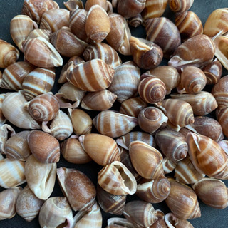 หอยทากตัวเล็กปากสีม่วง 50g Purple mouth small snail shell 1.5-2cm