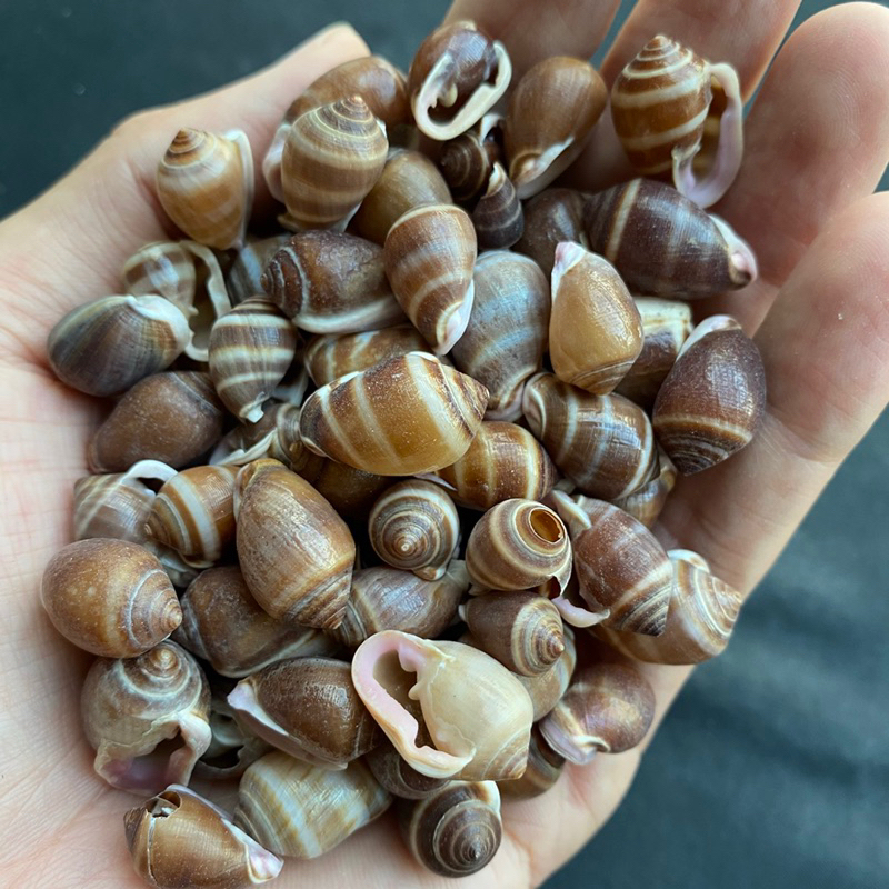 หอยทากตัวเล็กปากสีม่วง-50g-purple-mouth-small-snail-shell-1-5-2cm