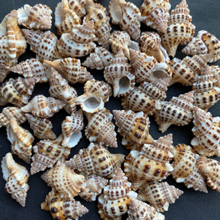 หอยสังข์จุดสีน้ำตาล 50g brown spotted small conch 1.5-3cm