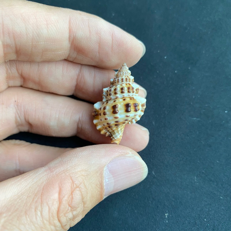 หอยสังข์จุดสีน้ำตาล-50g-brown-spotted-small-conch-1-5-3cm