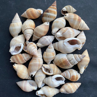 เปลือกหอยทะเลสีขาวขนาดเล็ก 50g small white sea snail shell 2-3cm