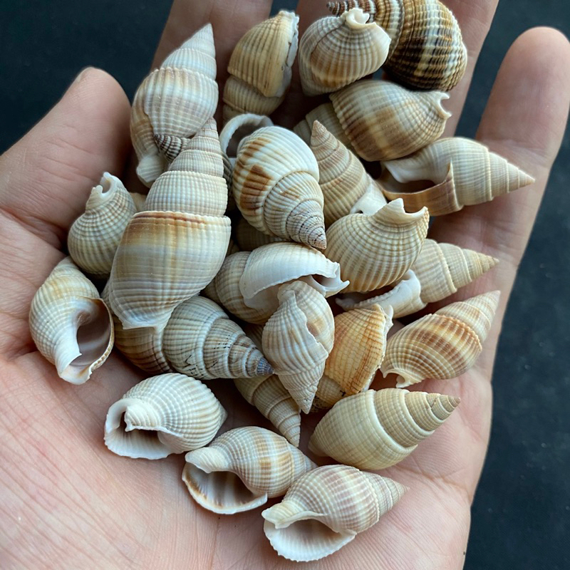 เปลือกหอยทะเลสีขาวขนาดเล็ก-50g-small-white-sea-snail-shell-2-3cm