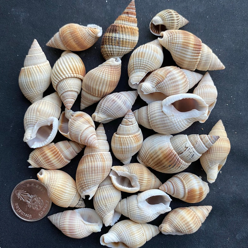 เปลือกหอยทะเลสีขาวขนาดเล็ก-50g-small-white-sea-snail-shell-2-3cm