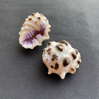 เปลือกหอยสวยๆ หอยสังข์เม่นปากสีม่วง Purple mouth hedgehog conch 2-3.5cm