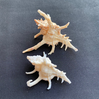 สังข์เขากวางหายาก Rare deer antler conch 4-5cm