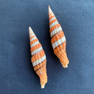 เปลือกหอยสวยๆ beautiful mitra shell 5cm conch collectibles