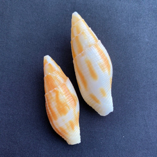 เปลือกหอยสวยๆ มิตราสีเหลือง Yellow vertical stripes fat mitra 4-5cm