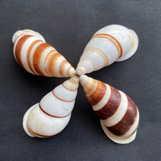 หอยทากบก Land Striped Snail Shell 4cm