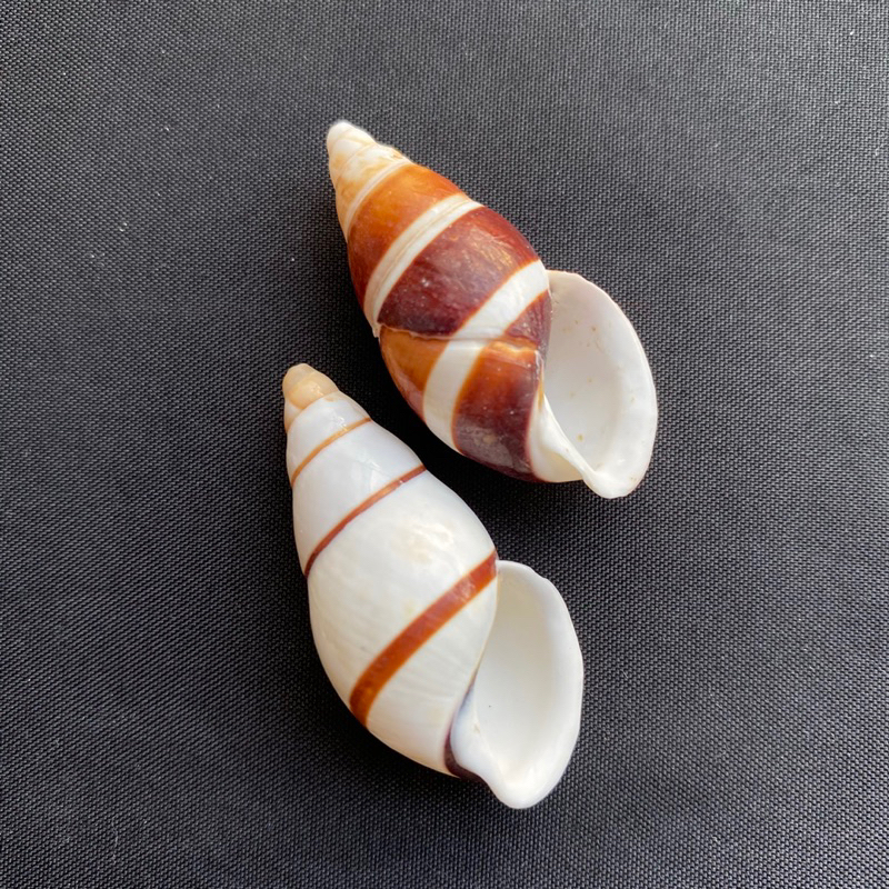 หอยทากบก-land-striped-snail-shell-4cm