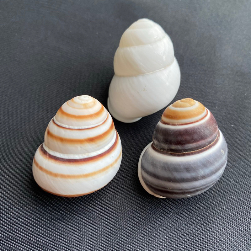 เปลือกหอยน่ารัก-land-snail-shell-สามสี