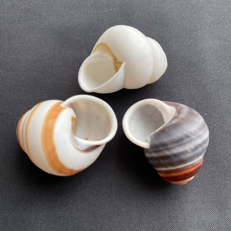 เปลือกหอยน่ารัก-land-snail-shell-สามสี