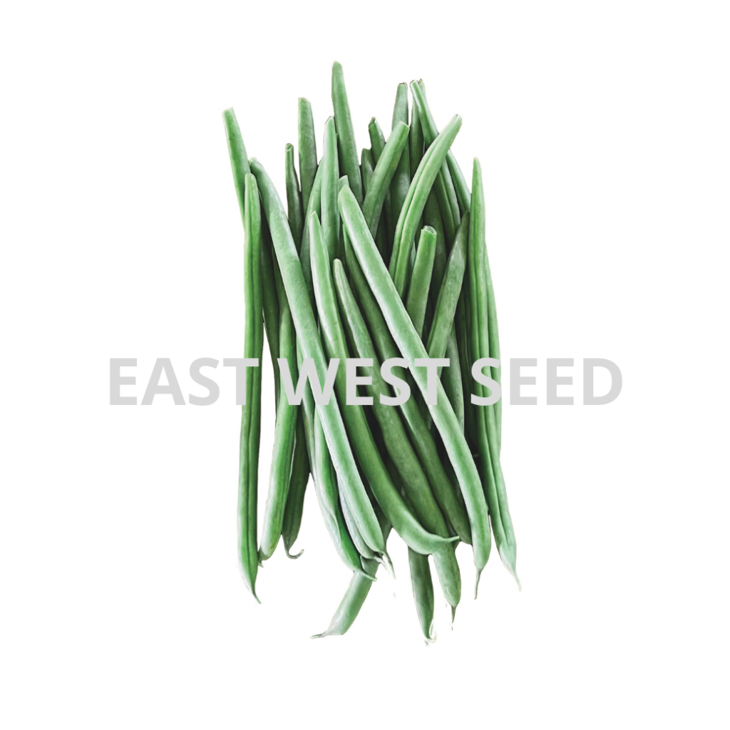 ศรแดง-เมล็ดพันธุ์ถั่วแขก-แขกงาม-east-west-seed-เมล็ดพันธุ์-ผักสวนครัว-ตราศรแดง