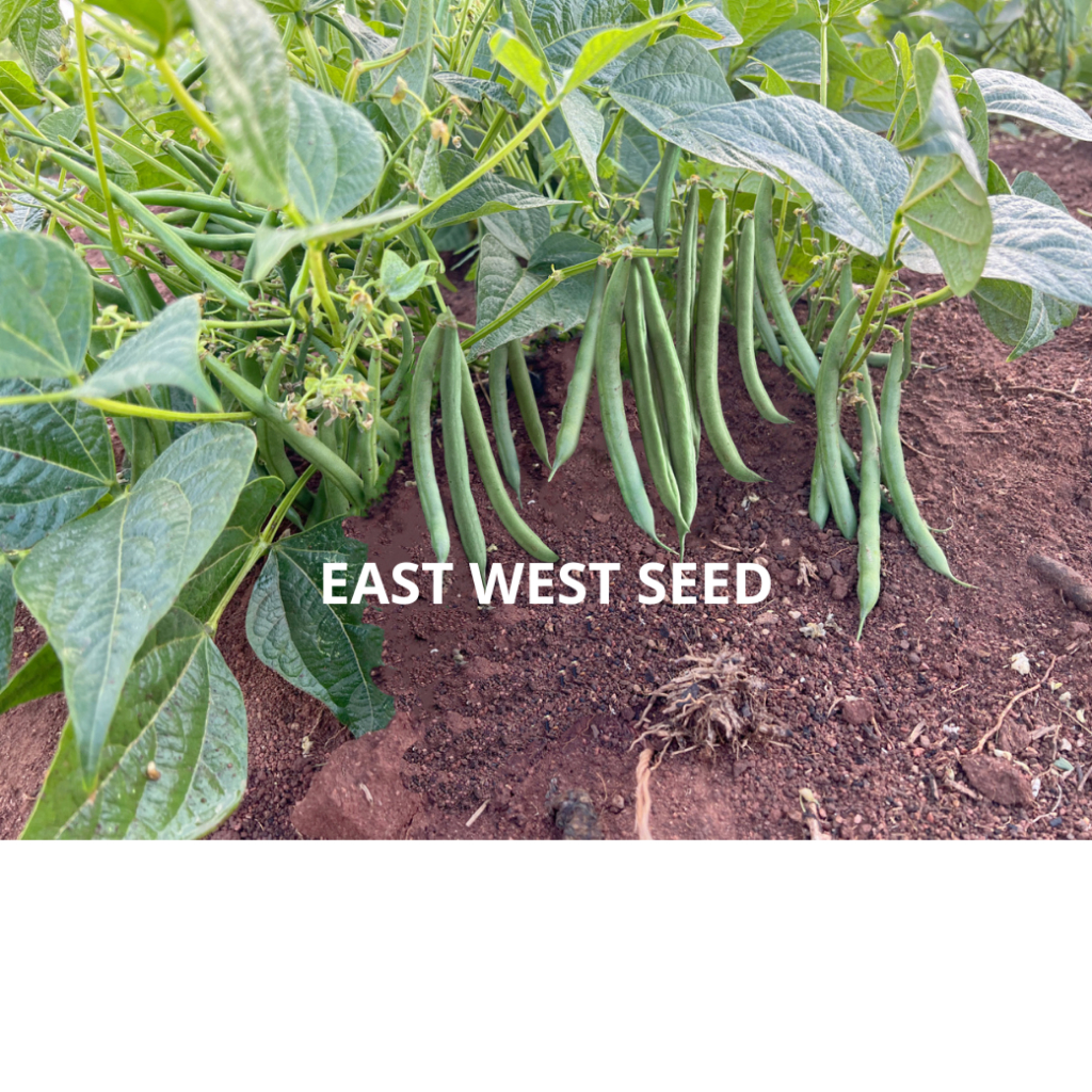 ศรแดง-เมล็ดพันธุ์ถั่วแขก-แขกงาม-east-west-seed-เมล็ดพันธุ์-ผักสวนครัว-ตราศรแดง