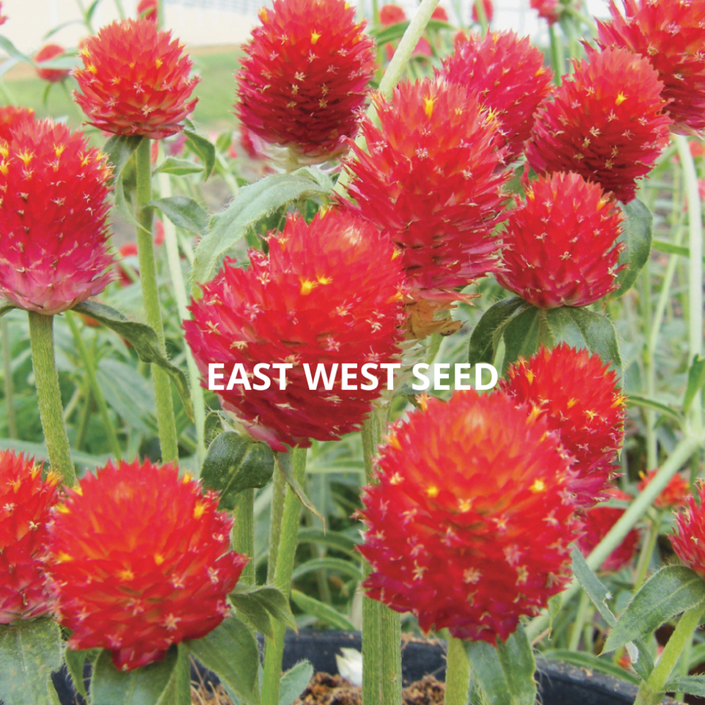 ศรแดง-เมล็ดพันธุ์บานไม่รู้โรย-ชูก้า-เบอร์รี่-east-west-seed-เมล็ดพันธุ์-ผักสวนครัว-ตราศรแดง