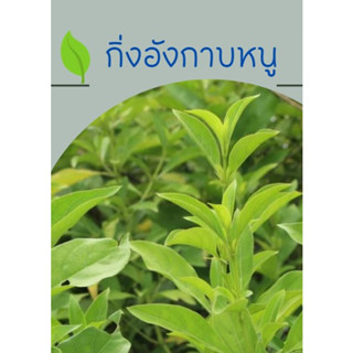 ใบอังกาบหนูสด  (100กรัม) ปลูกแบบปลอดสารพิษ ตัดสดใหม่