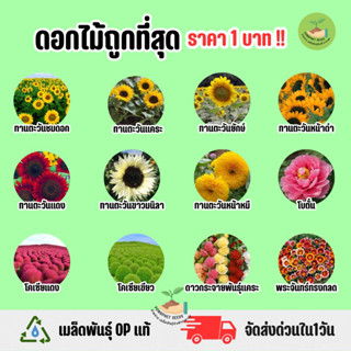 ถูกที่สุด 1 บาท เมล็ดพันธุ์ ดอกทานตะวัน กับดอกไม้ประดับ