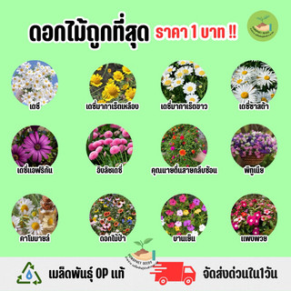 ถูกที่สุด เมล็ดพันธุ์ ดอกเดซี่ และดอกไม้ประดับอื่นๆ | Shopee Thailand