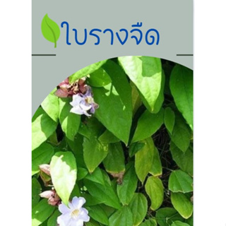 ใบรางจืดสด ปลอดสาร Organic 100%ปลูกท่านเอง ตัดส่งทุกวัน  30 ใบ  9 บาท