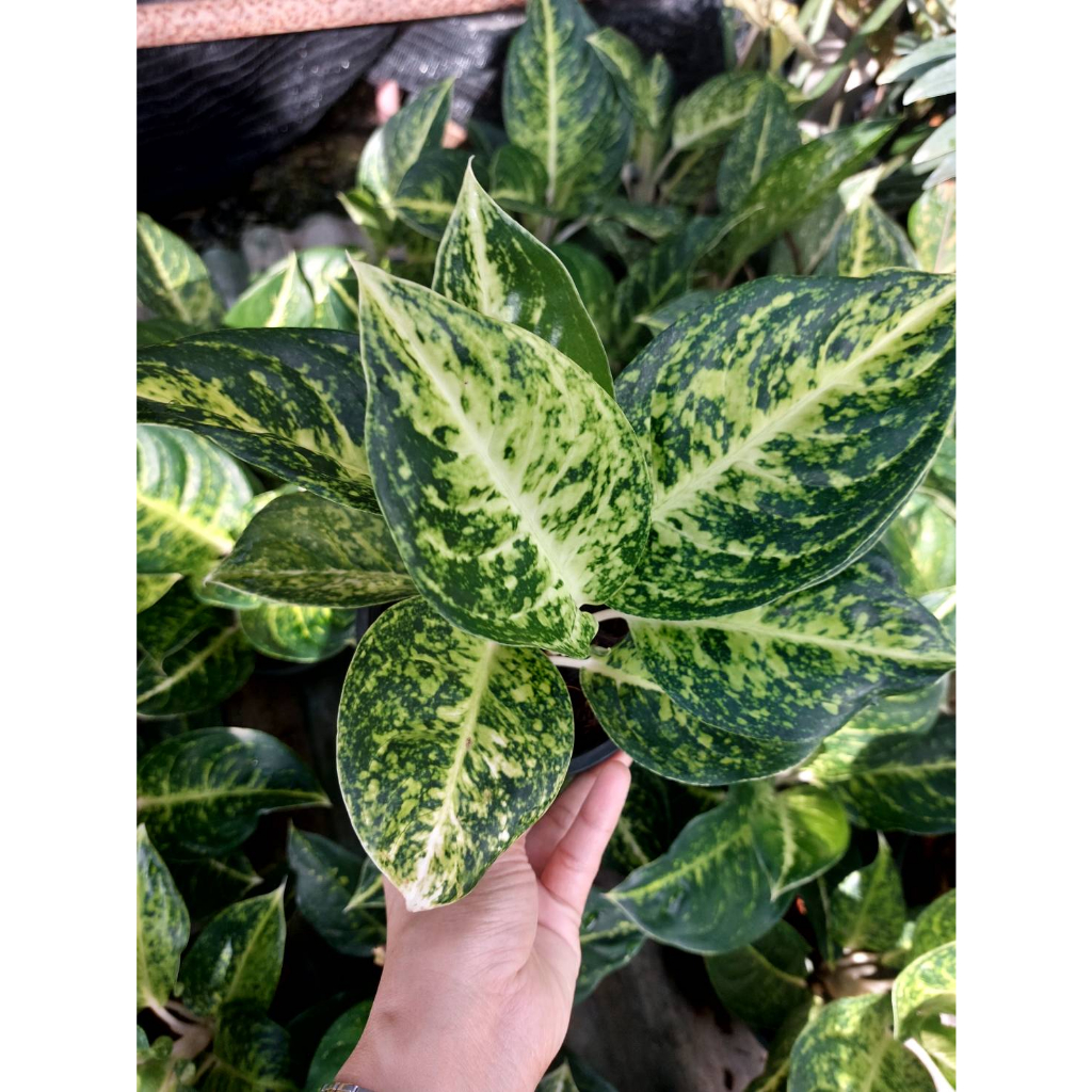 หลักทรัพย์สีเขียว-หลักทรัพย์เขียว-อโกลนีมา-ด่างแบบโดดเด่น-aglaonema-ต้นไม้มงคลฟอกอากาศ-สามารถวางในหัองนอนห้องน้ำ-ส่งพร้อ